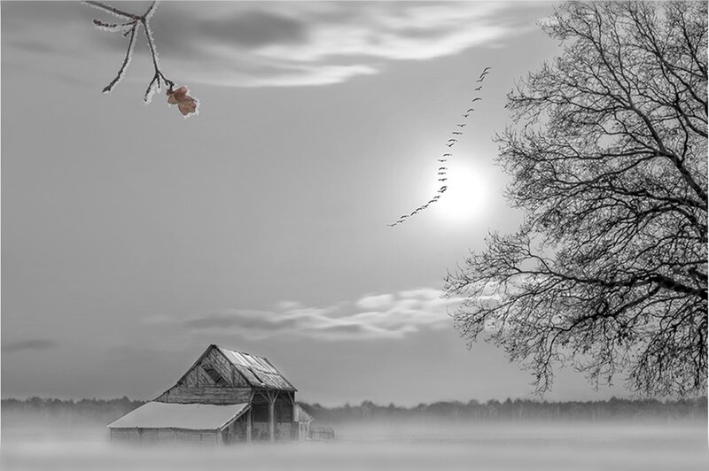 Abandoned Barn in Fog — Black