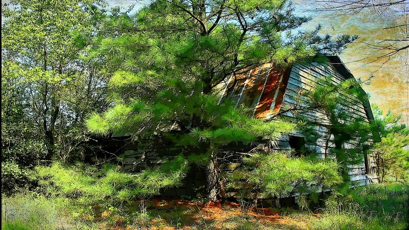 Abandoned barn in forest