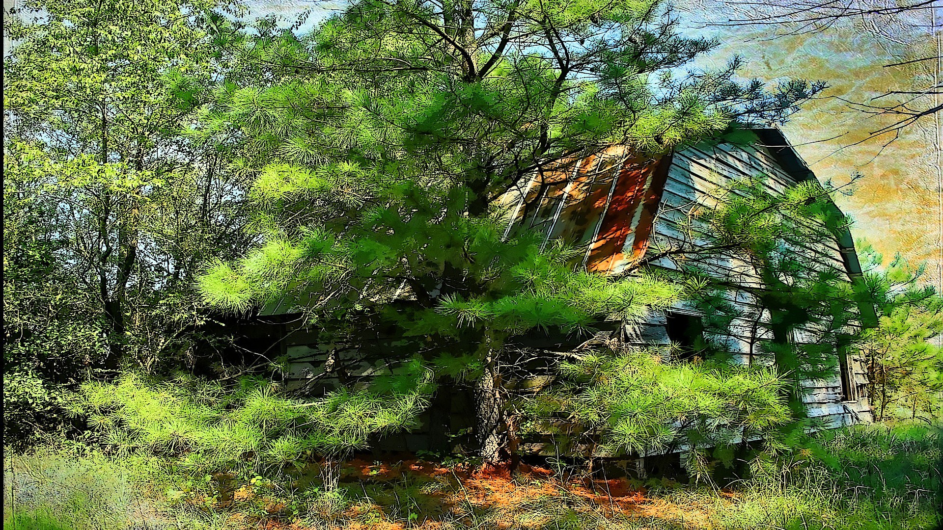 Abandoned barn in forest