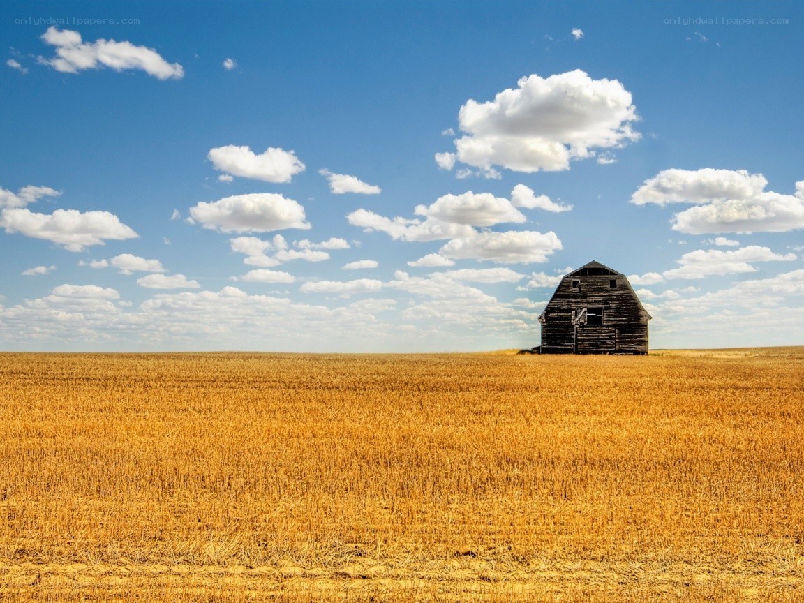 Abandoned barn in golden field