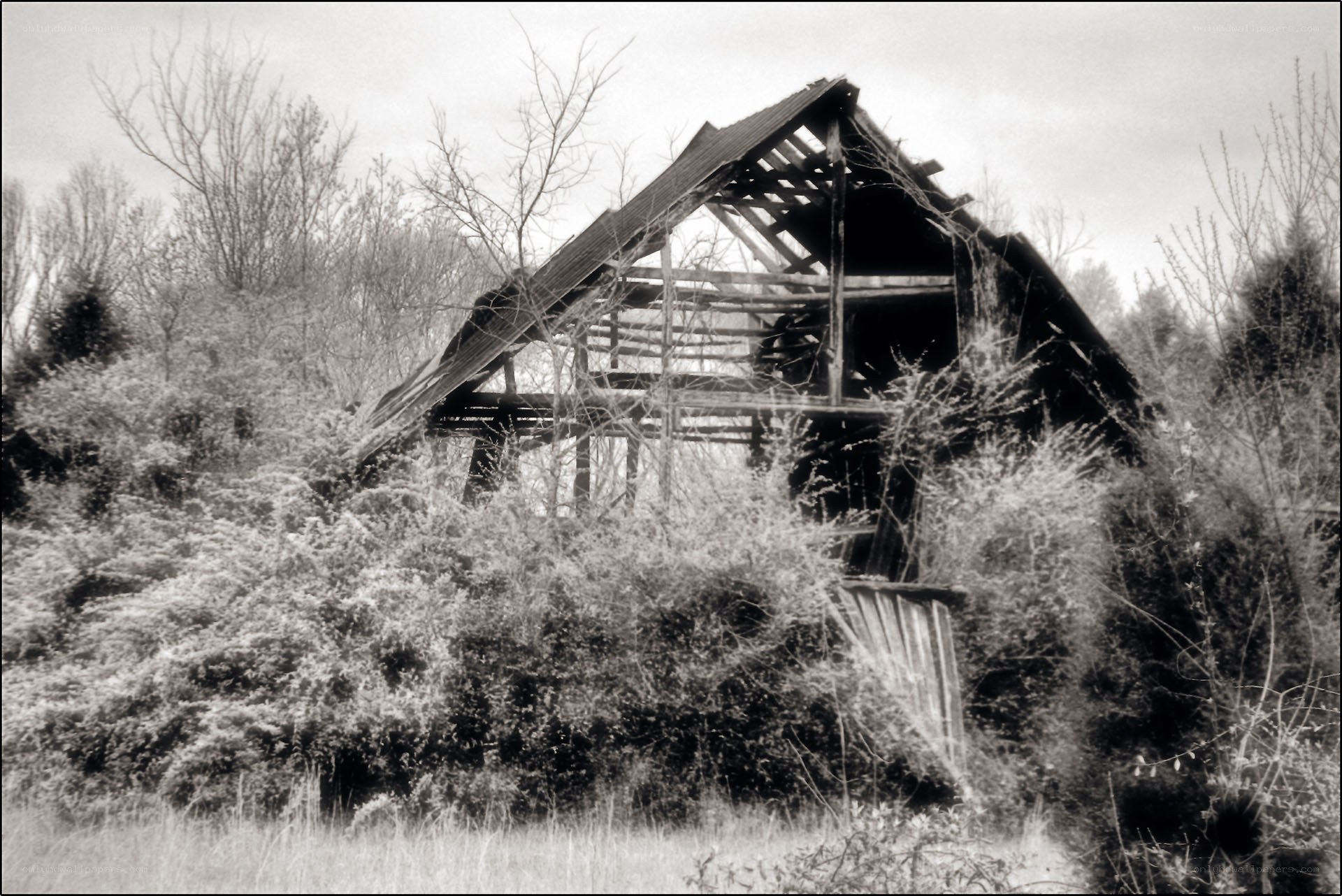 Abandoned barn in overgrown field