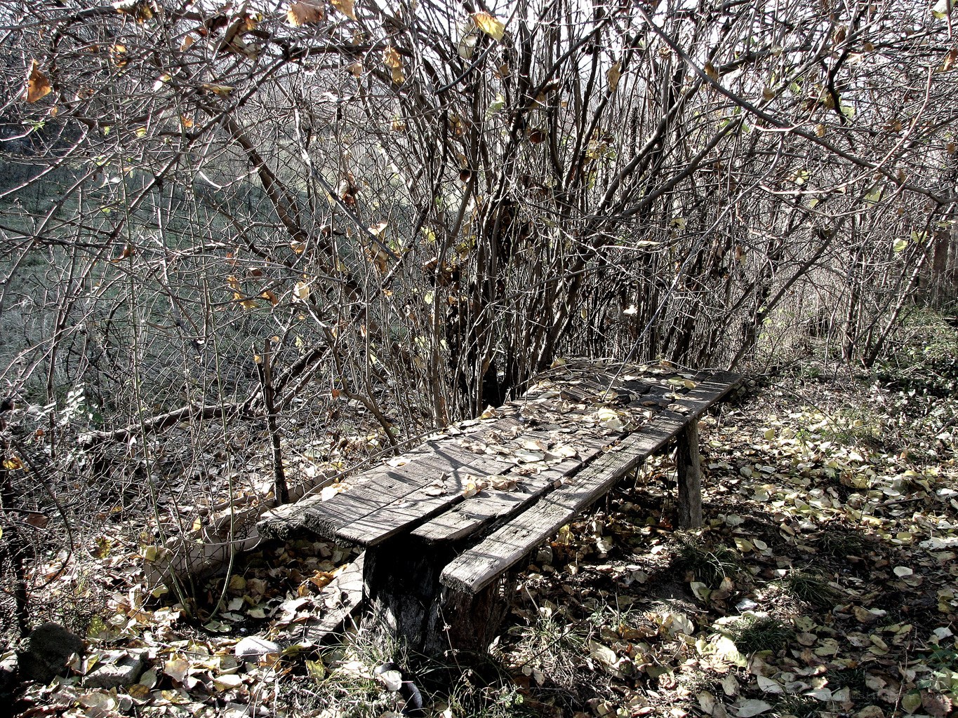 Abandoned bench in autumn woods