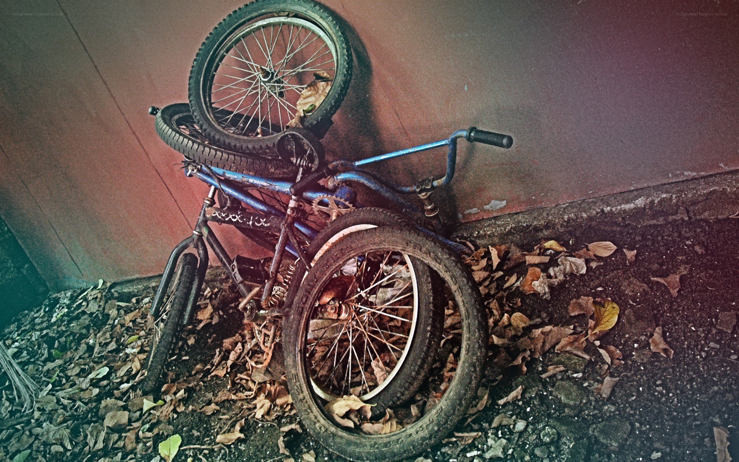 Abandoned bicycles in leaves