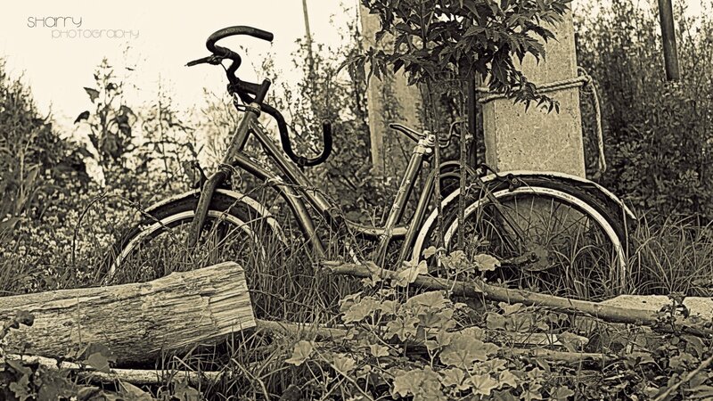 Abandoned Bicycles in Overgrowth