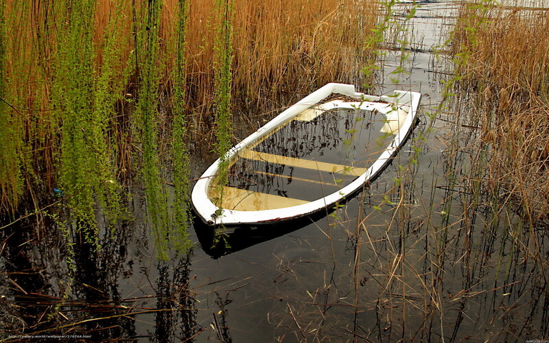 Abandoned boat in reeds