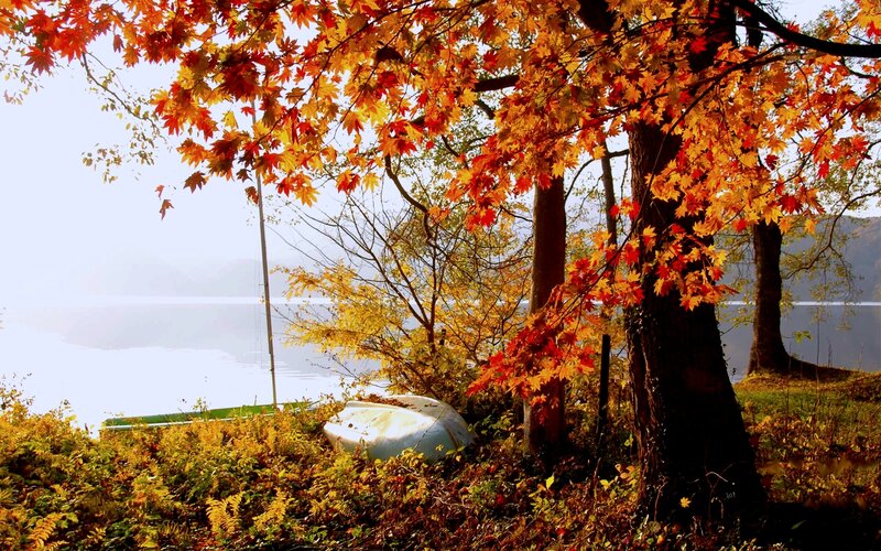 Abandoned Boat under Maple Tree