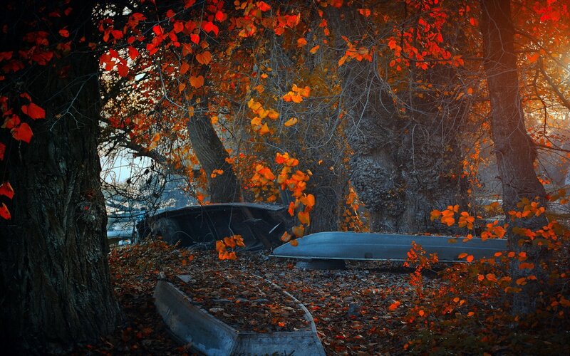 Abandoned Boats in Forest — Red