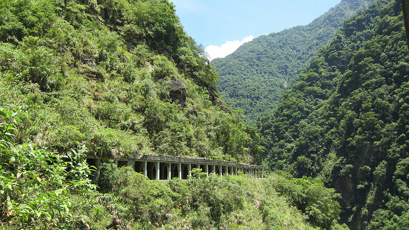 Abandoned Bridge in Forest — Green
