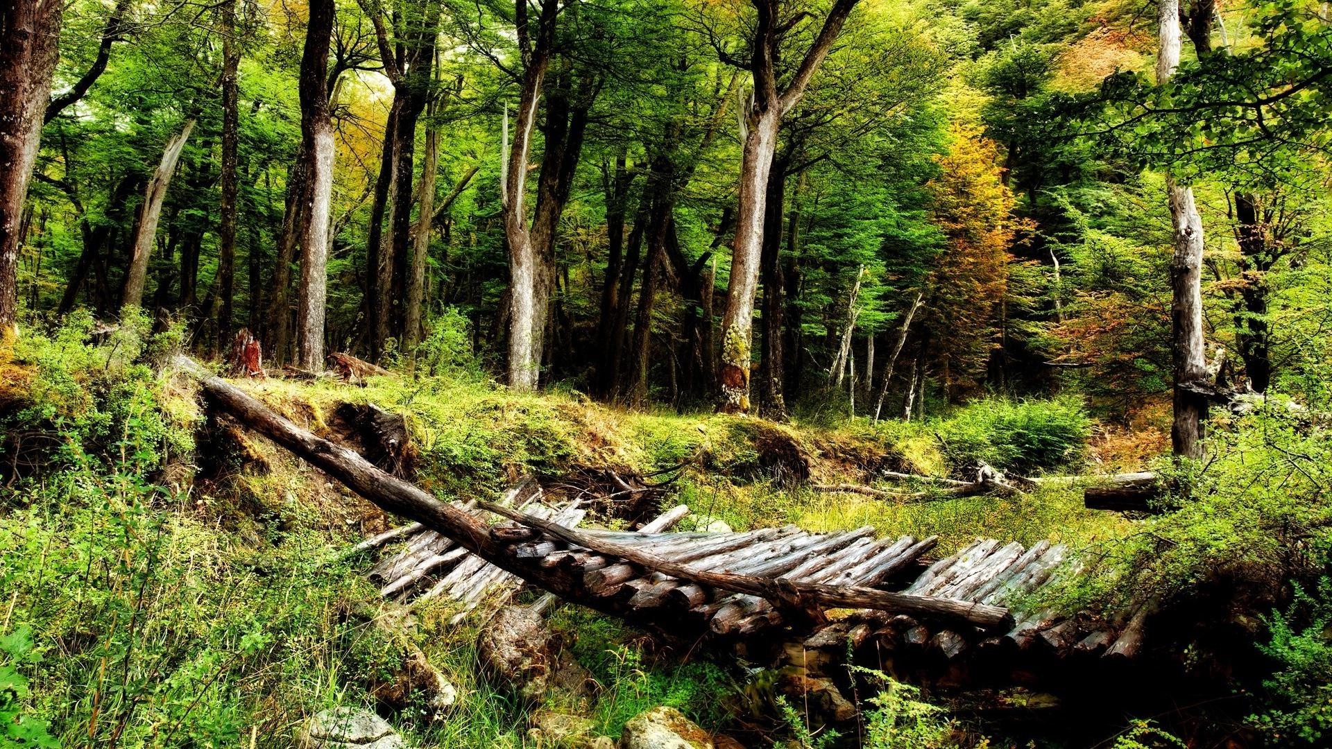 abandoned bridge in forest