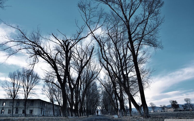 Abandoned Building and Trees