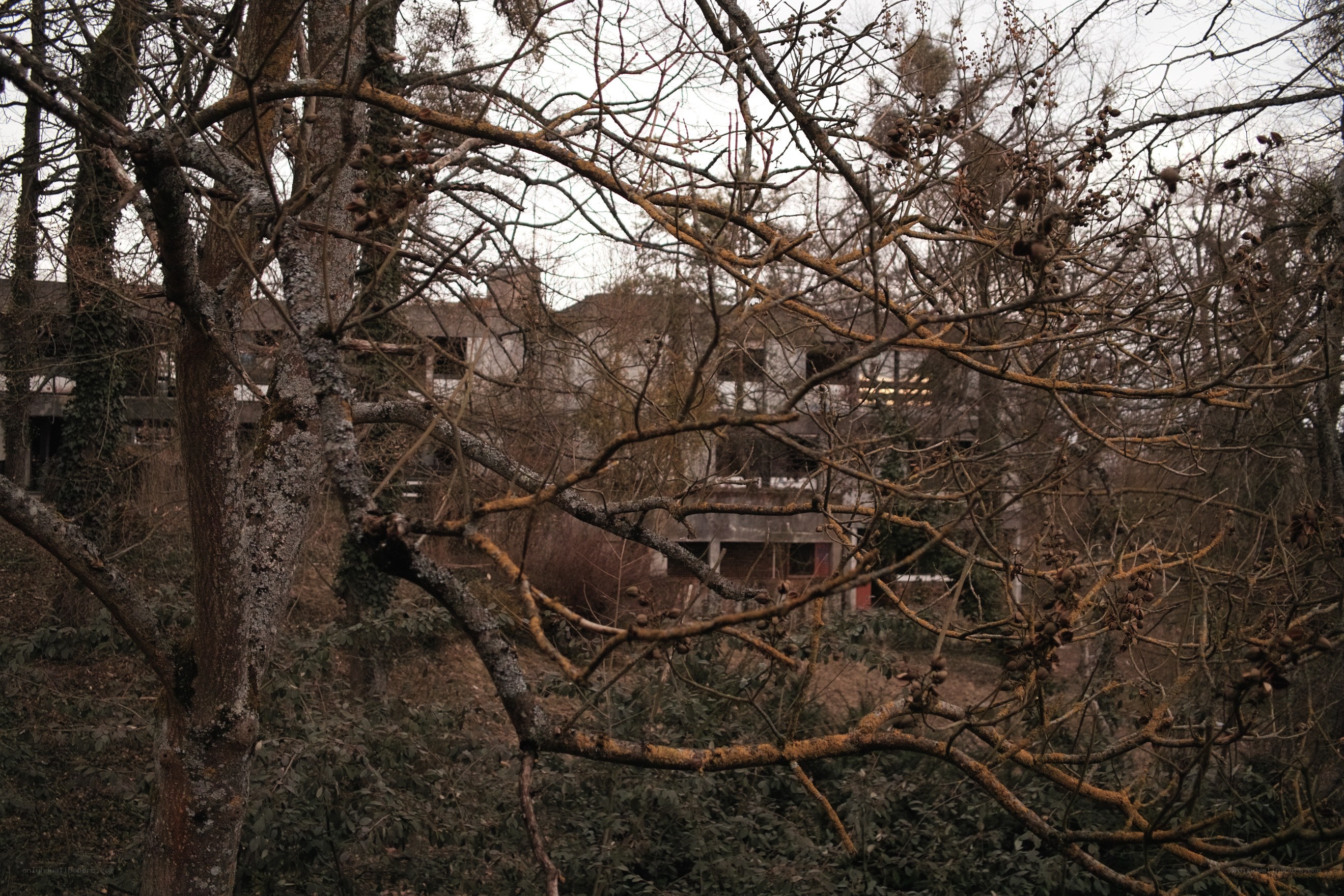 Abandoned building behind trees