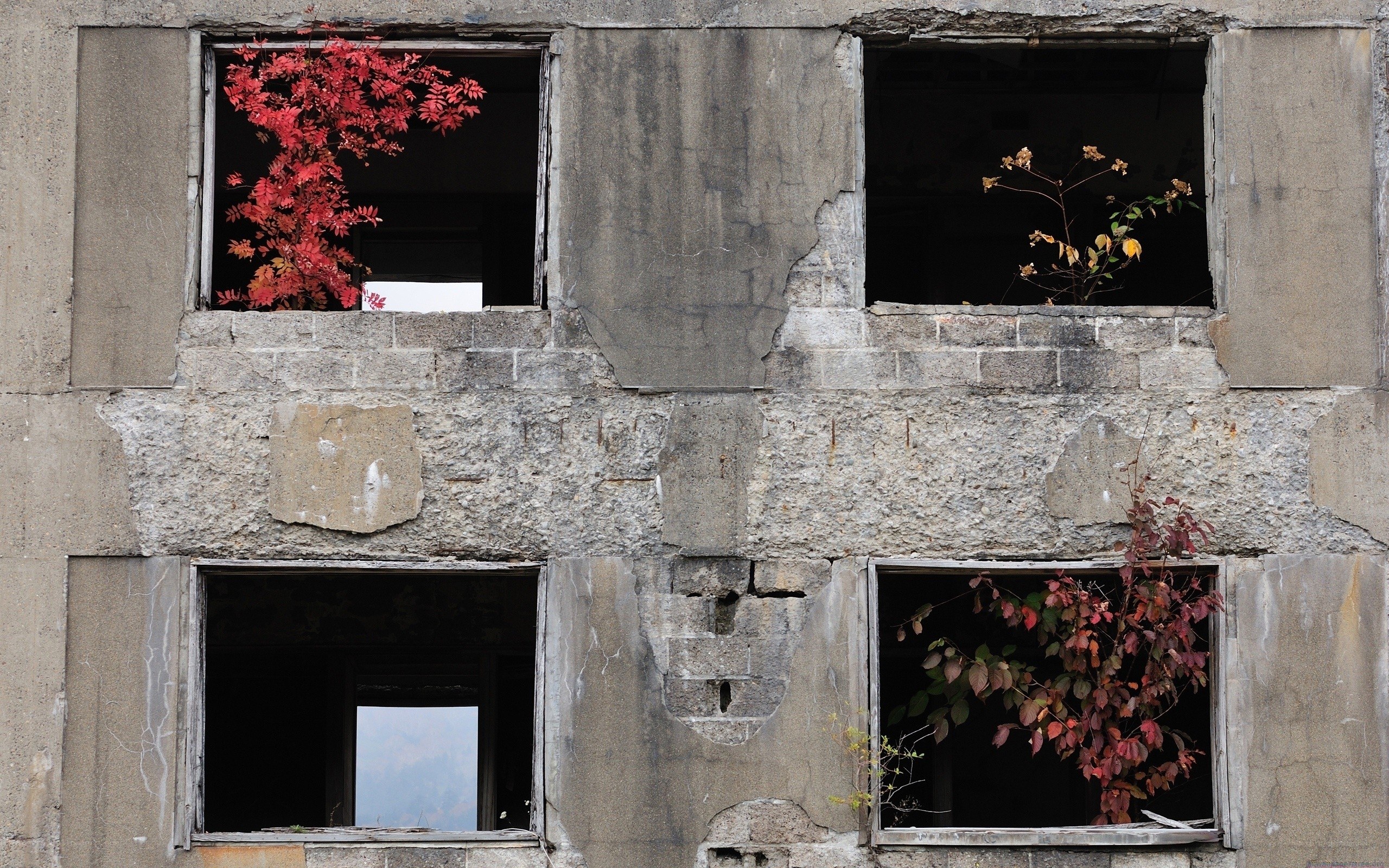 Abandoned building with autumn plants