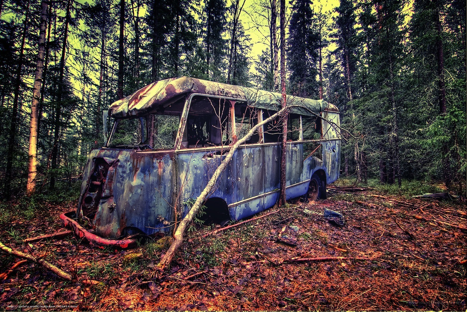 Abandoned bus in forest