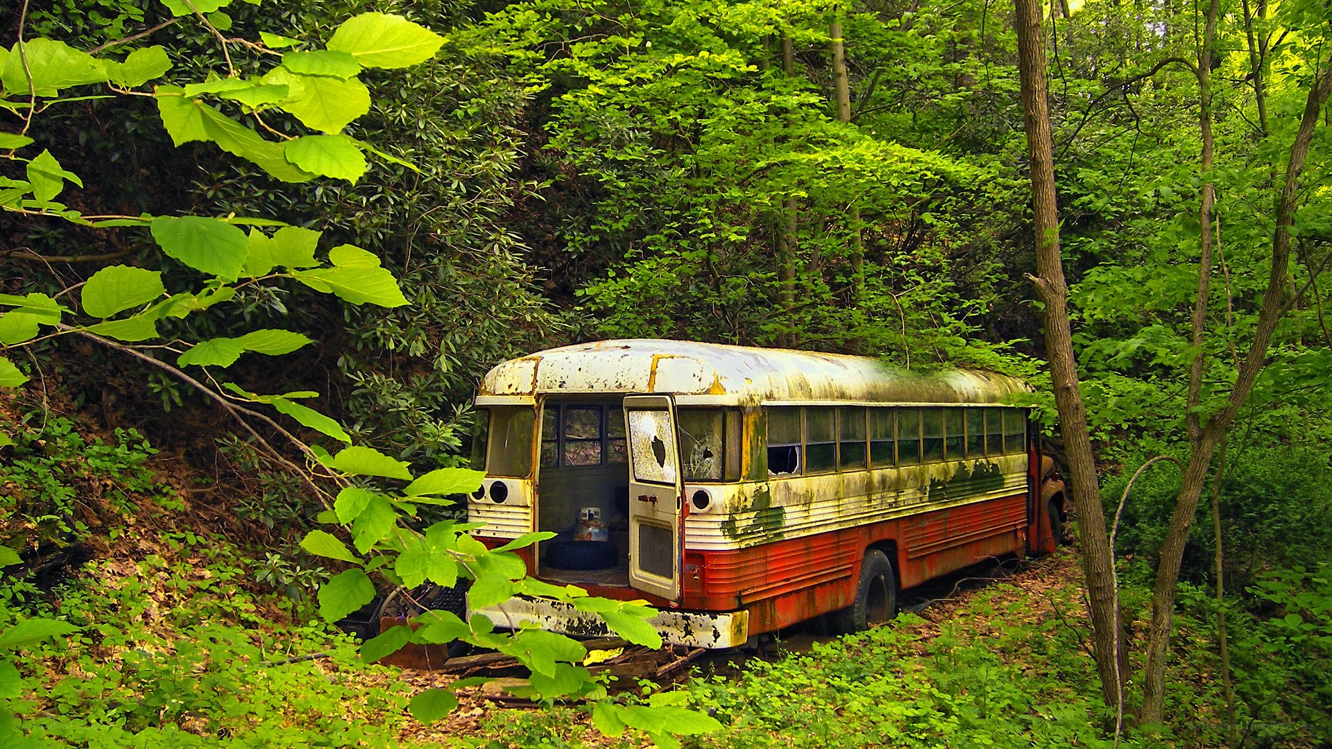Abandoned bus in forest