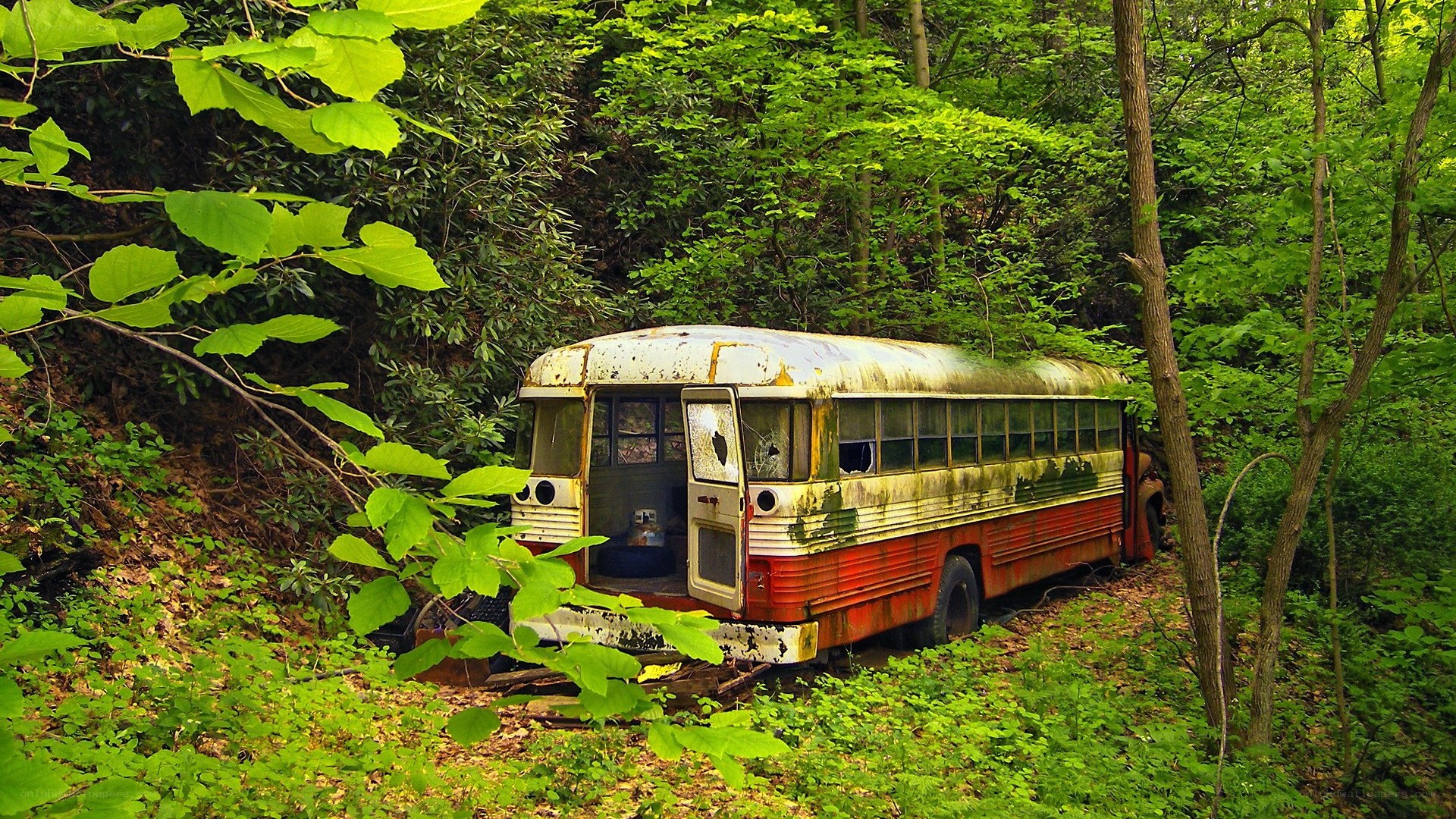 Abandoned bus in forest