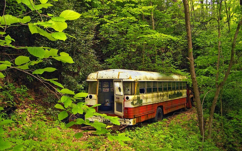Abandoned Bus in Forest — Green, Overgrown, Summer
