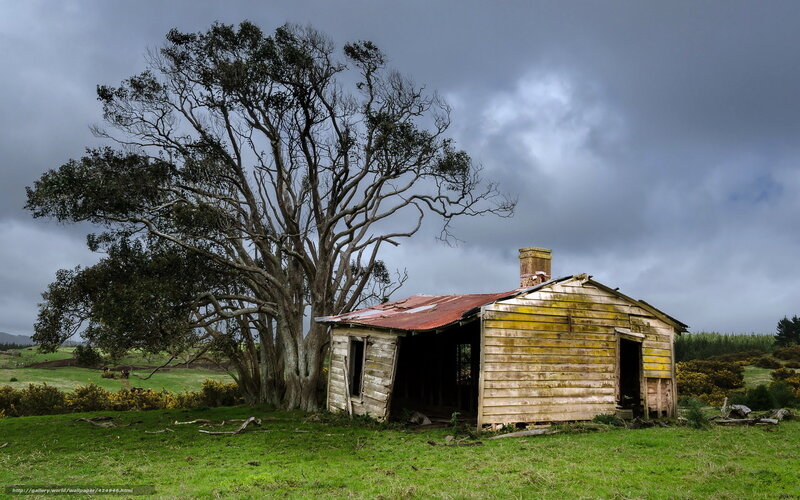 Abandoned Cabin and Tree
