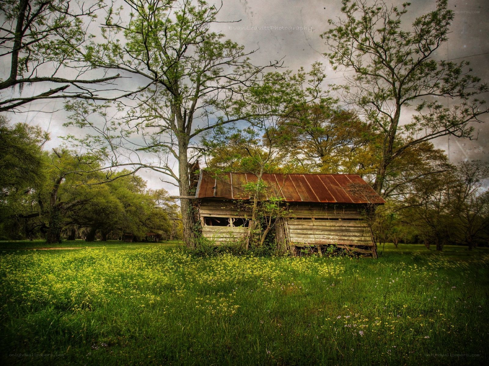 Abandoned cabin in a field