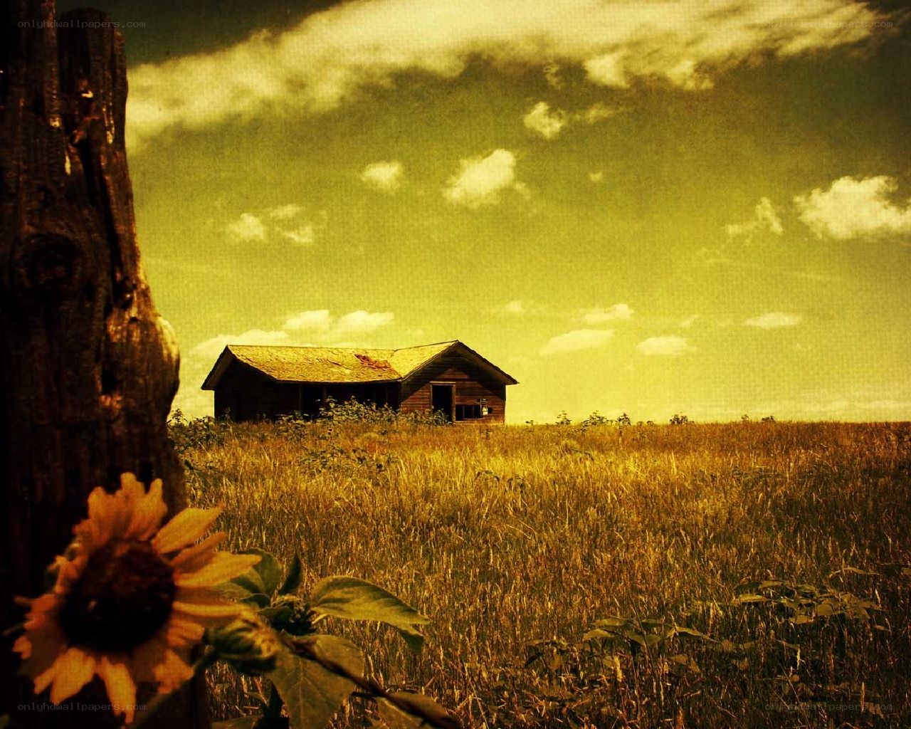 Abandoned cabin in a field
