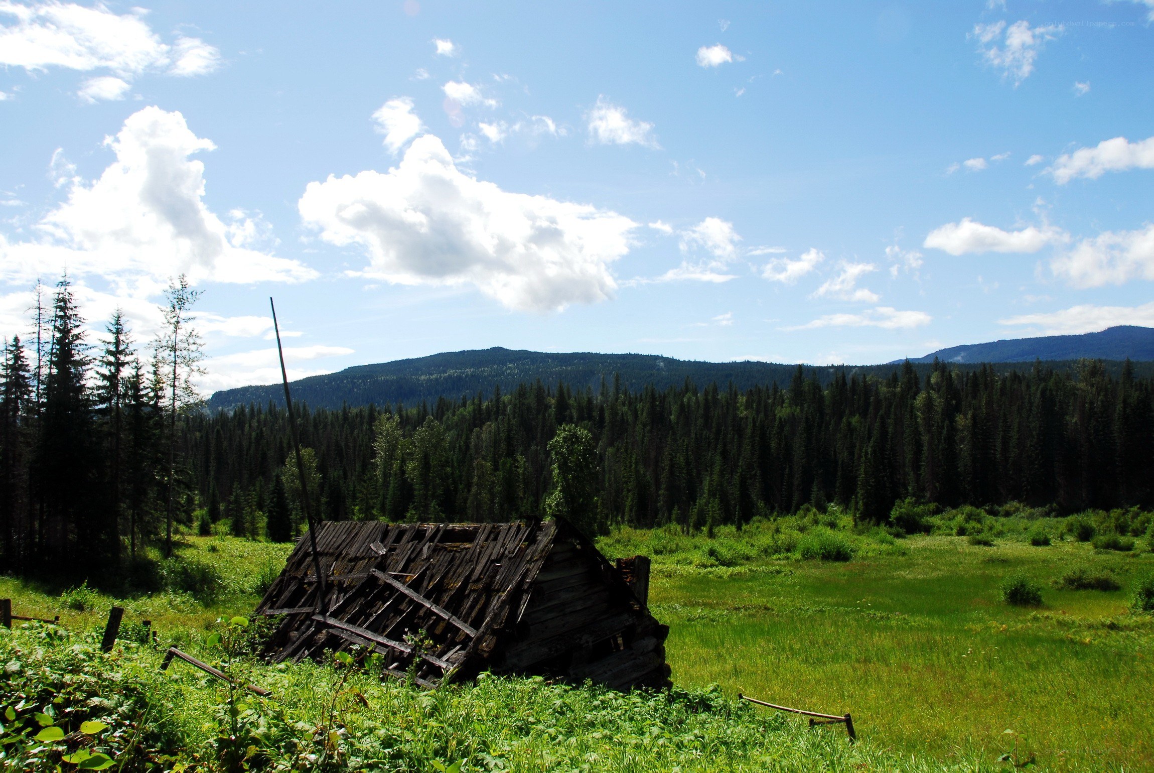 Abandoned cabin in a forest clearing