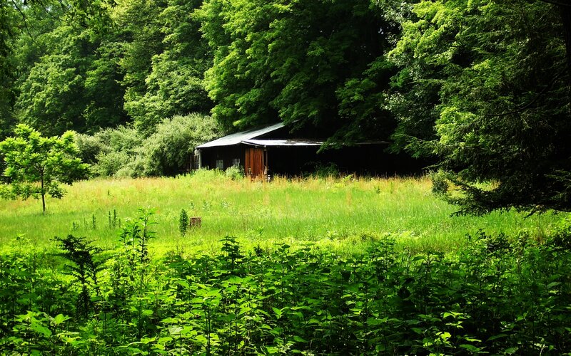 Abandoned cabin in a forest