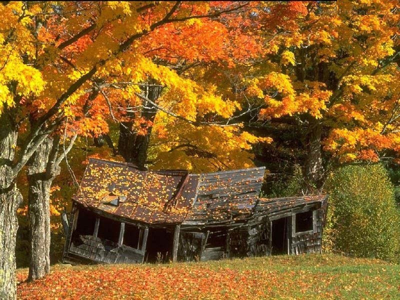 Abandoned cabin in autumn
