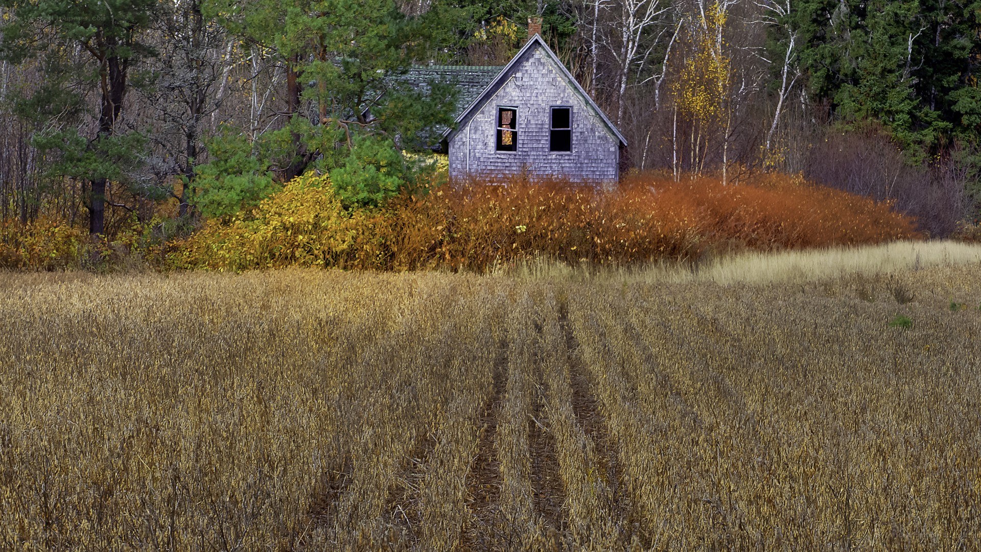 Abandoned cabin in autumn field