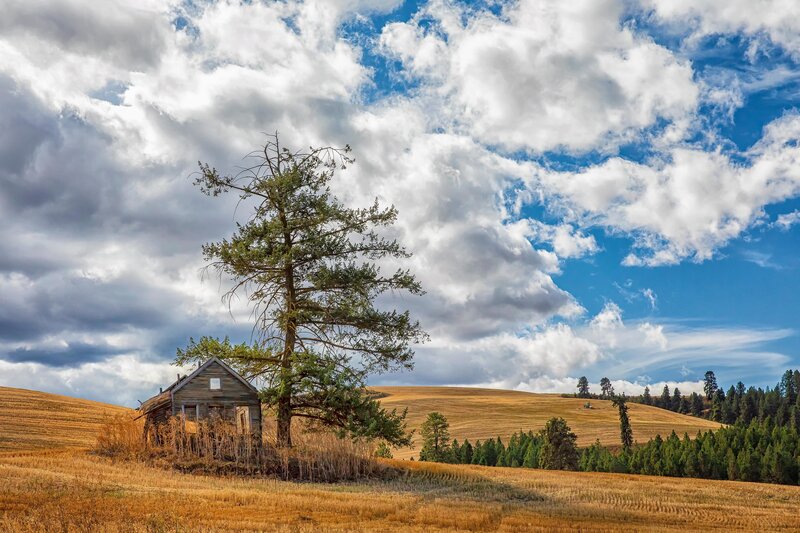Abandoned Cabin in Field — Blue, Dramatic, Afternoon