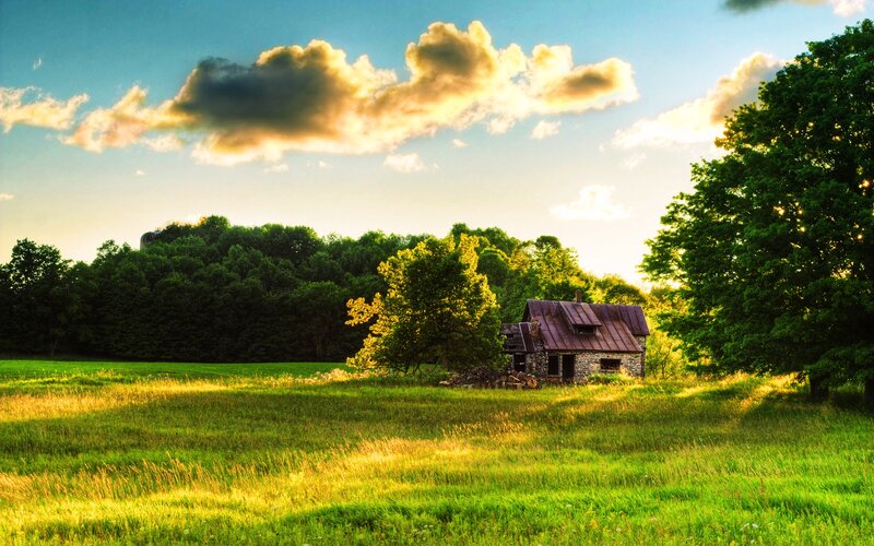 Abandoned Cabin in Field — Green, Serene