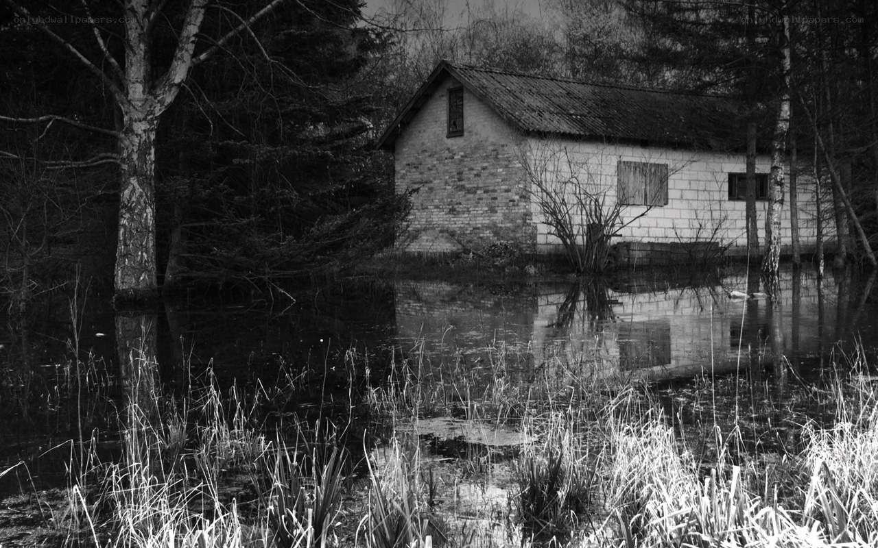 abandoned cabin in flooded forest