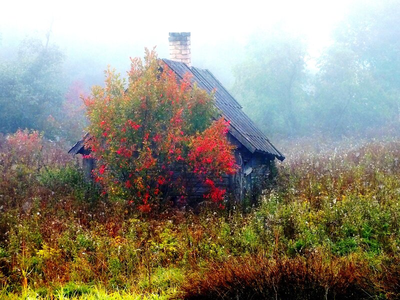 Abandoned Cabin in Fog — Green