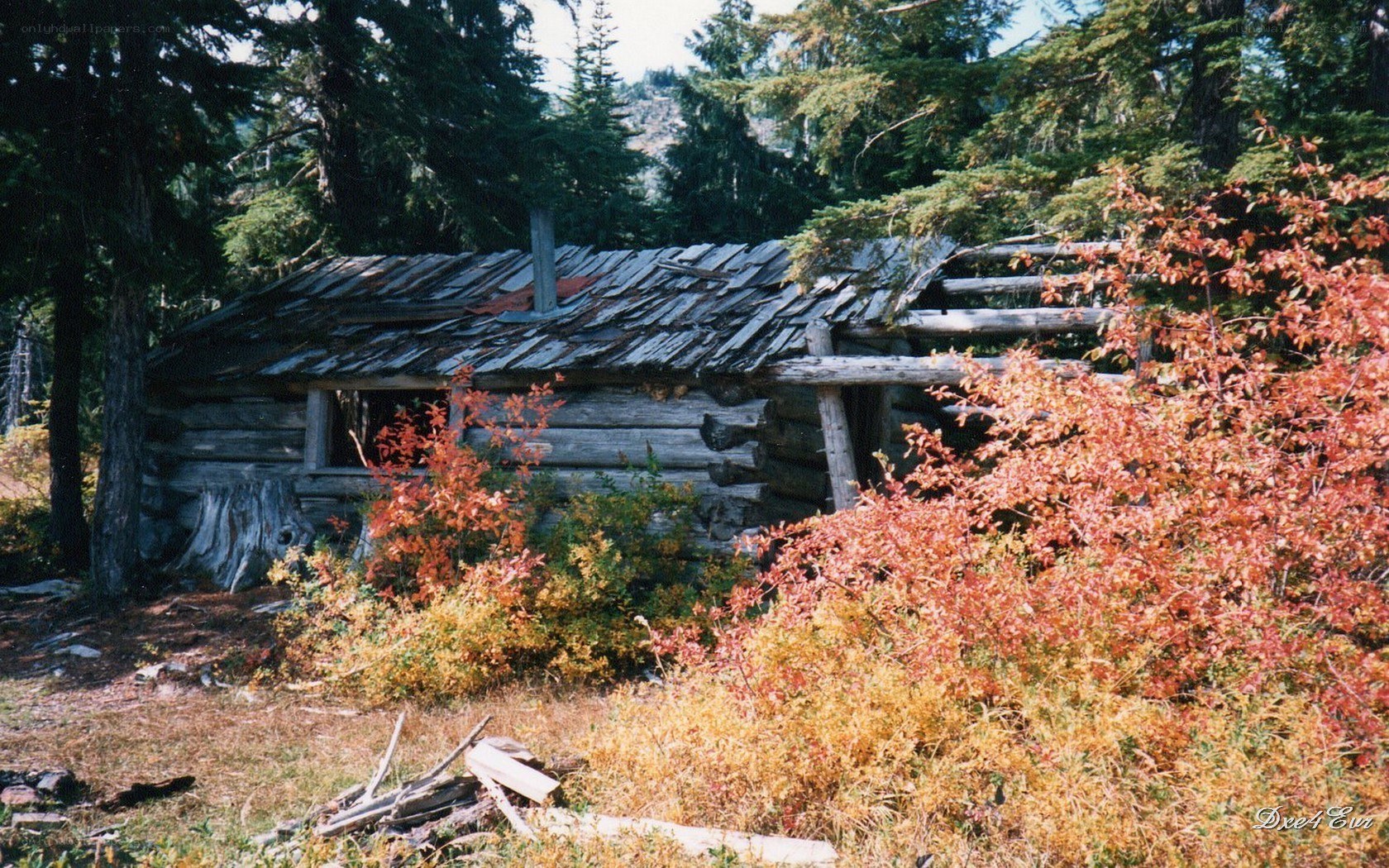 Abandoned cabin in forest