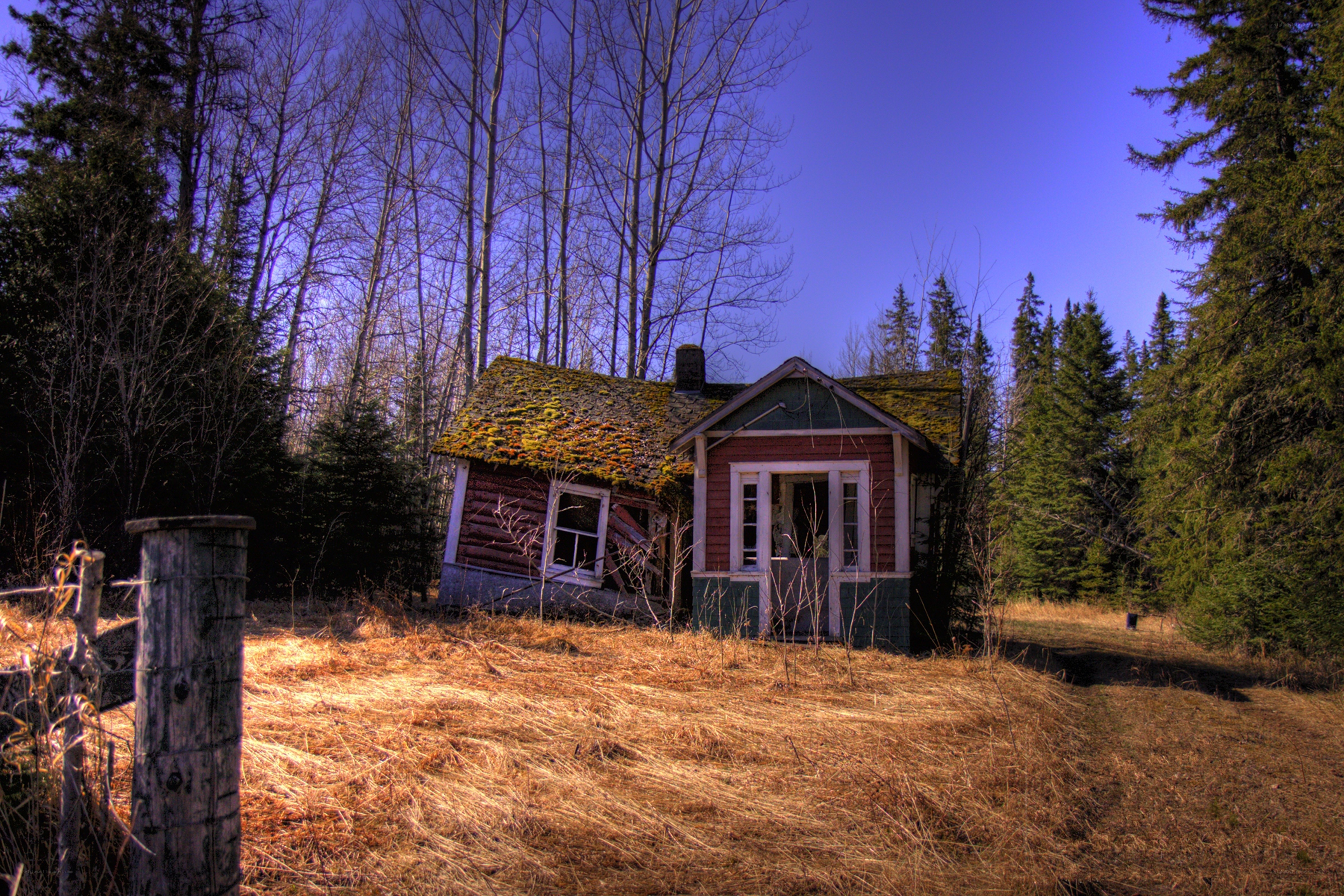 Abandoned cabin in forest