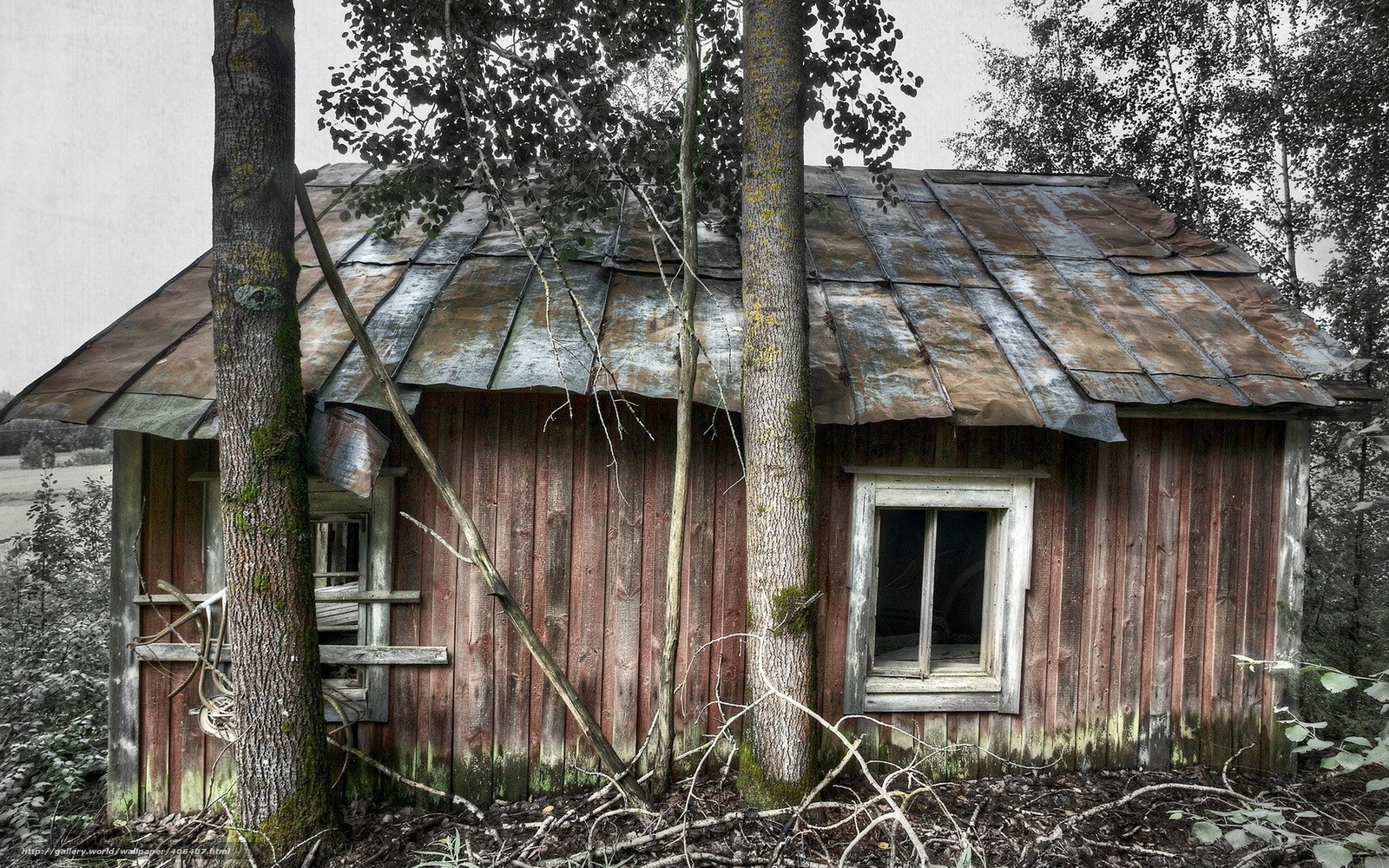 abandoned cabin in forest