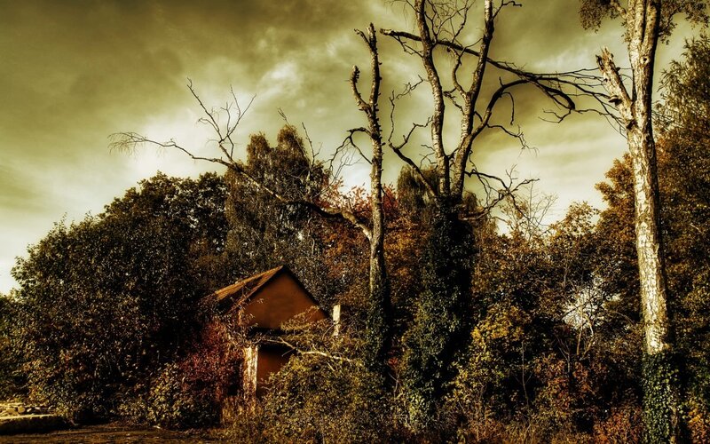 Abandoned Cabin in Forest — Brown
