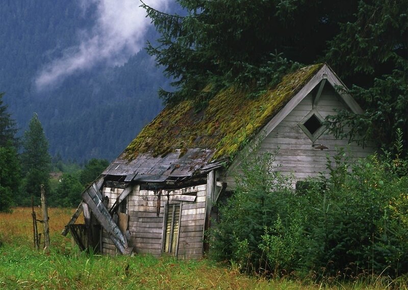 Abandoned Cabin in Forest — Green, Dreary