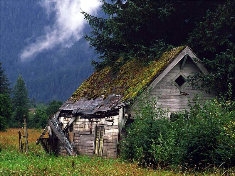 Abandoned Cabin in Forest — Green, Overcast