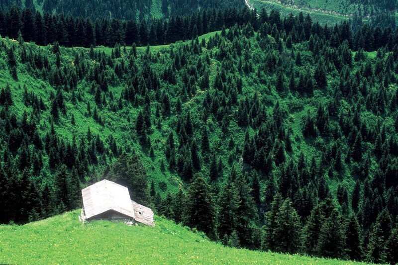 Abandoned Cabin in Forest — Green, Serene, Afternoon, Photograph