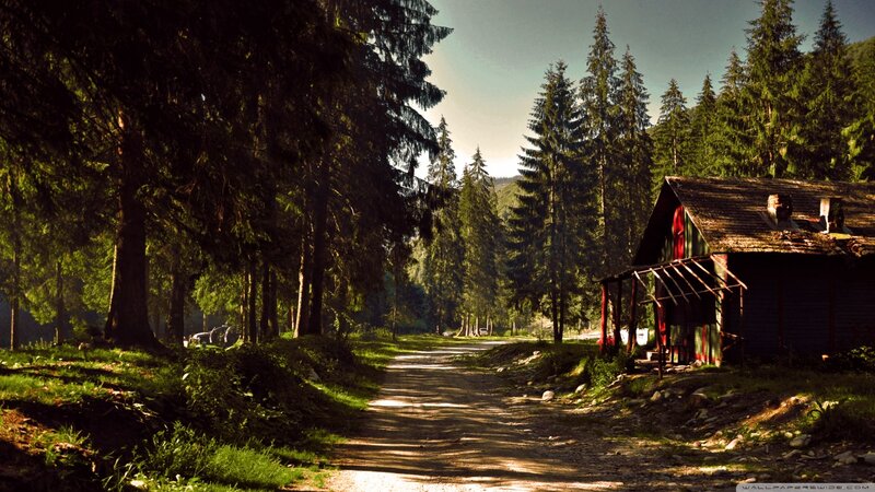 Abandoned Cabin in Forest — Green, Serene, Afternoon