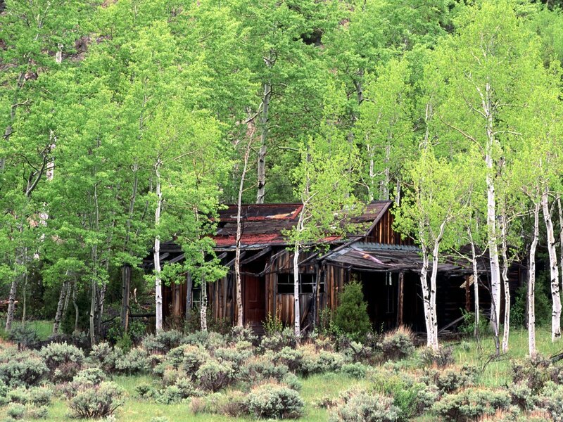 Abandoned Cabin in Forest — Green, Serene, Summer