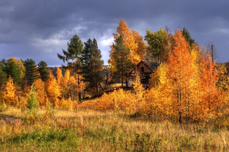 Abandoned Cabin in Forest — Orange