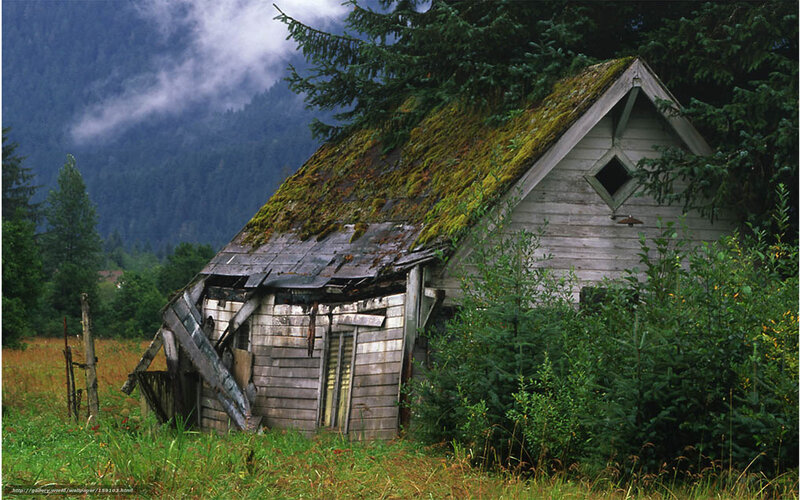 Abandoned cabin in forest