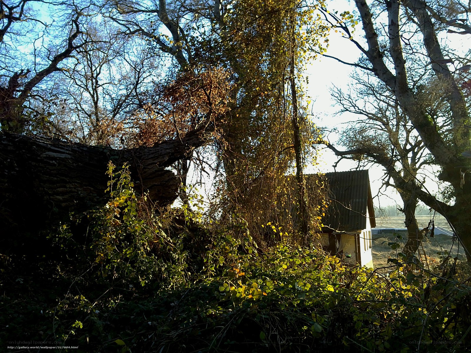 Abandoned cabin in overgrown woods