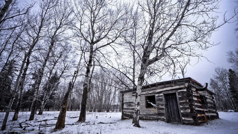 Abandoned cabin in snowy woods