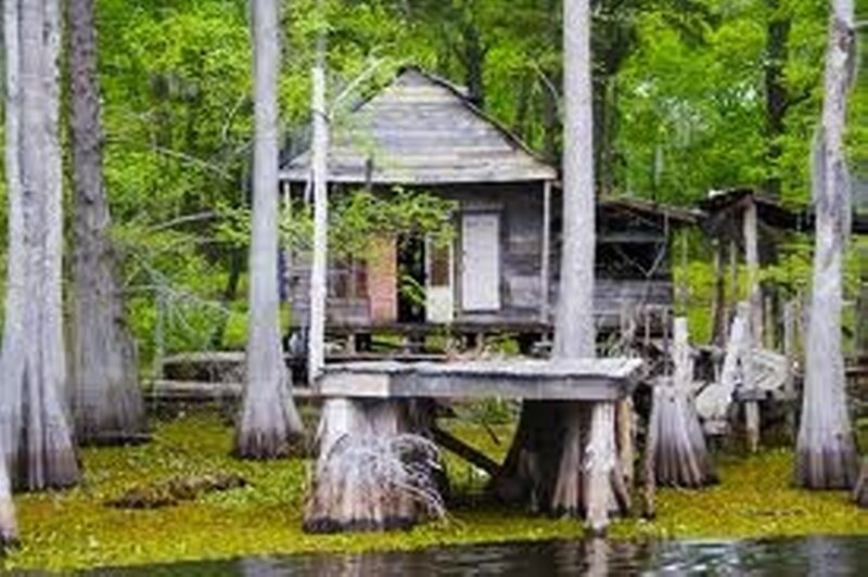 Abandoned Cabin in Swamp — Green