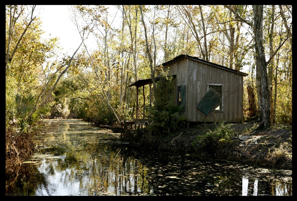Abandoned cabin in swamp