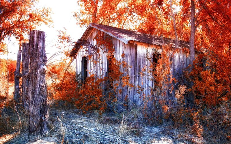 Abandoned Cabin in Woods — Orange