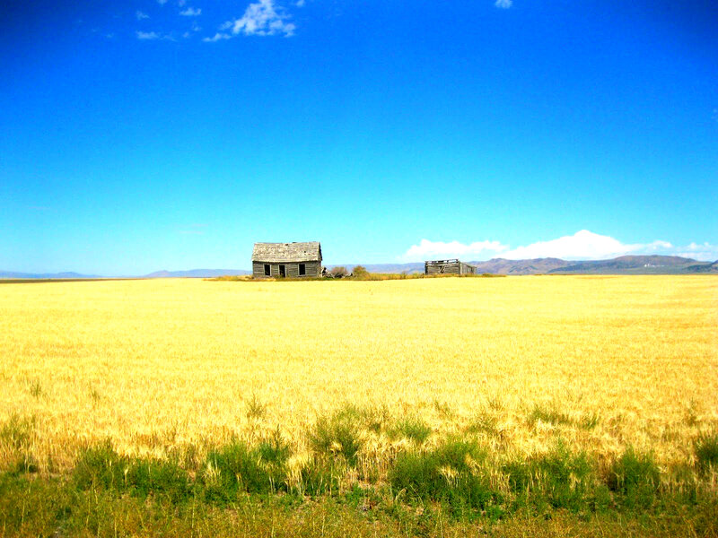 Abandoned Cabins in Field
