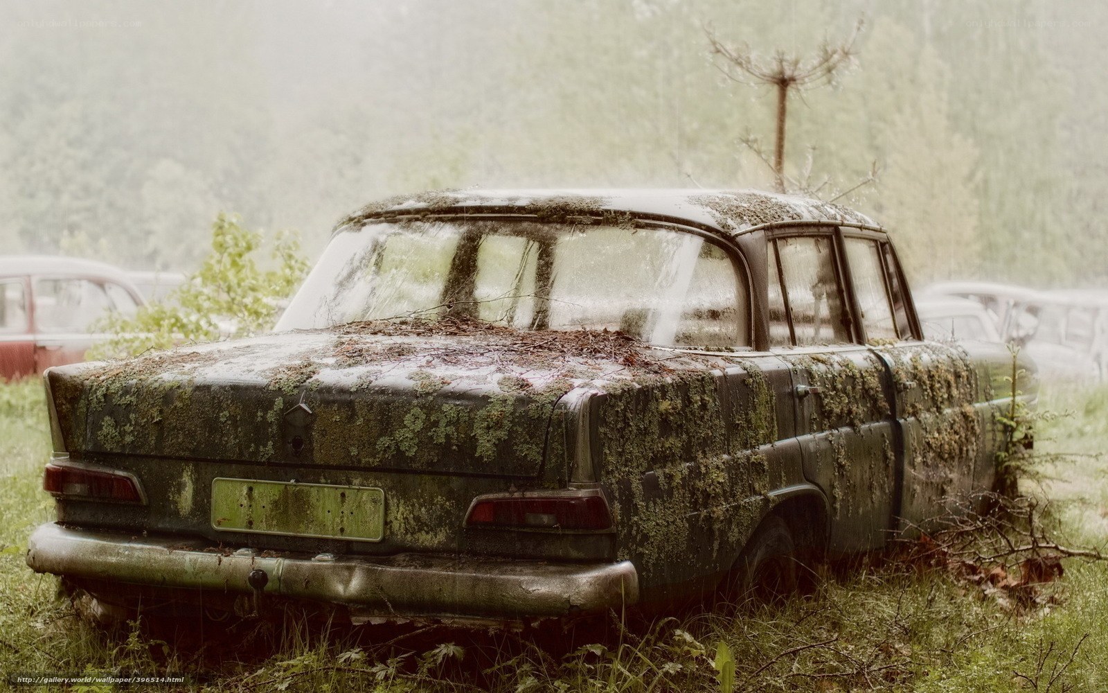 abandoned car covered in moss