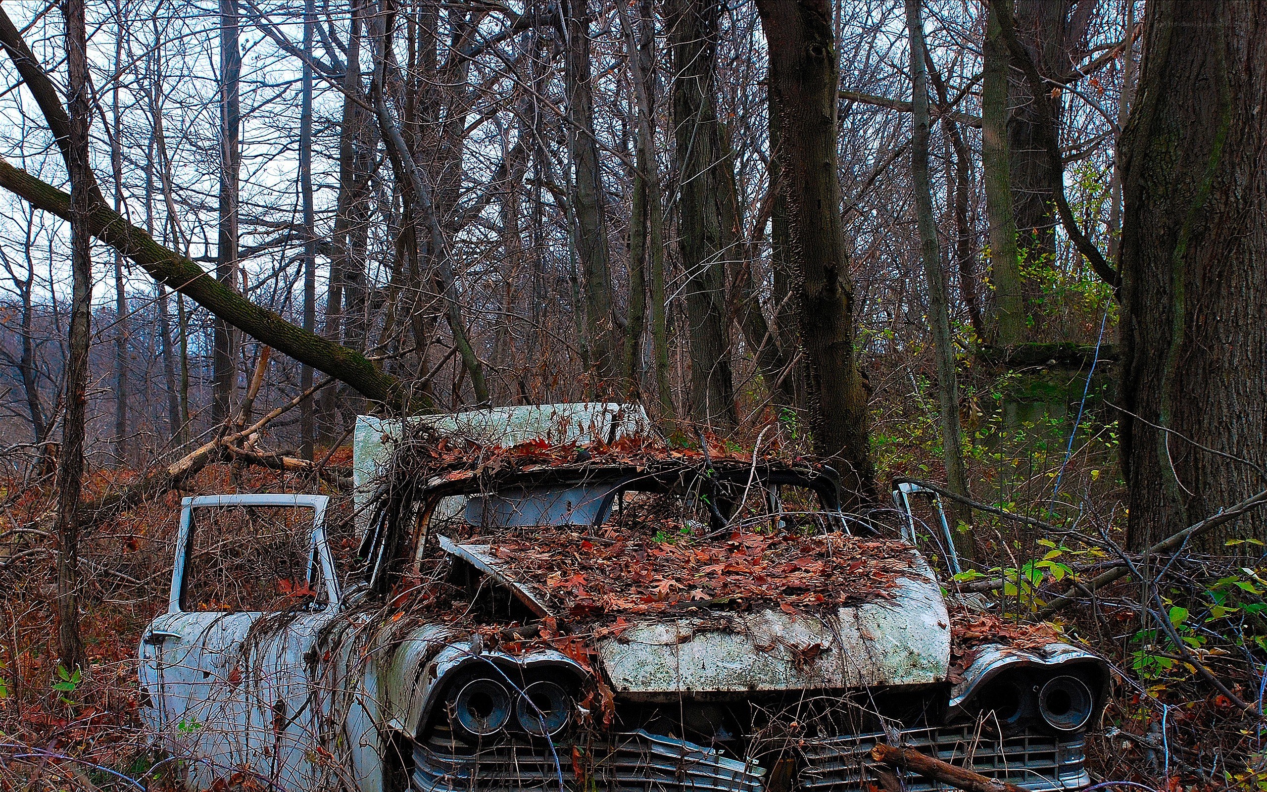 abandoned car in forest